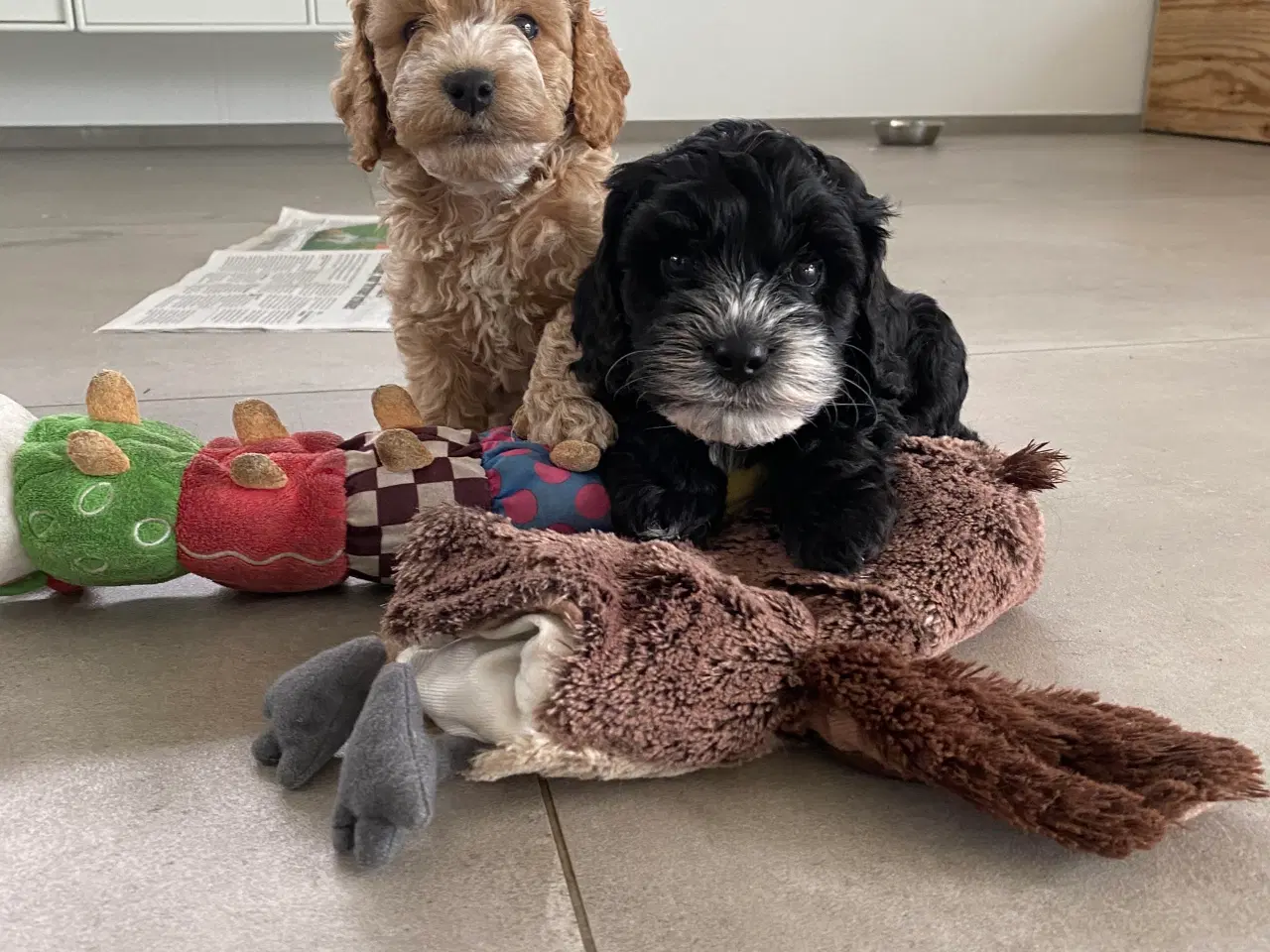 Billede 4 - Cockerpoo, cockerdoodle, cockapoo, doodle