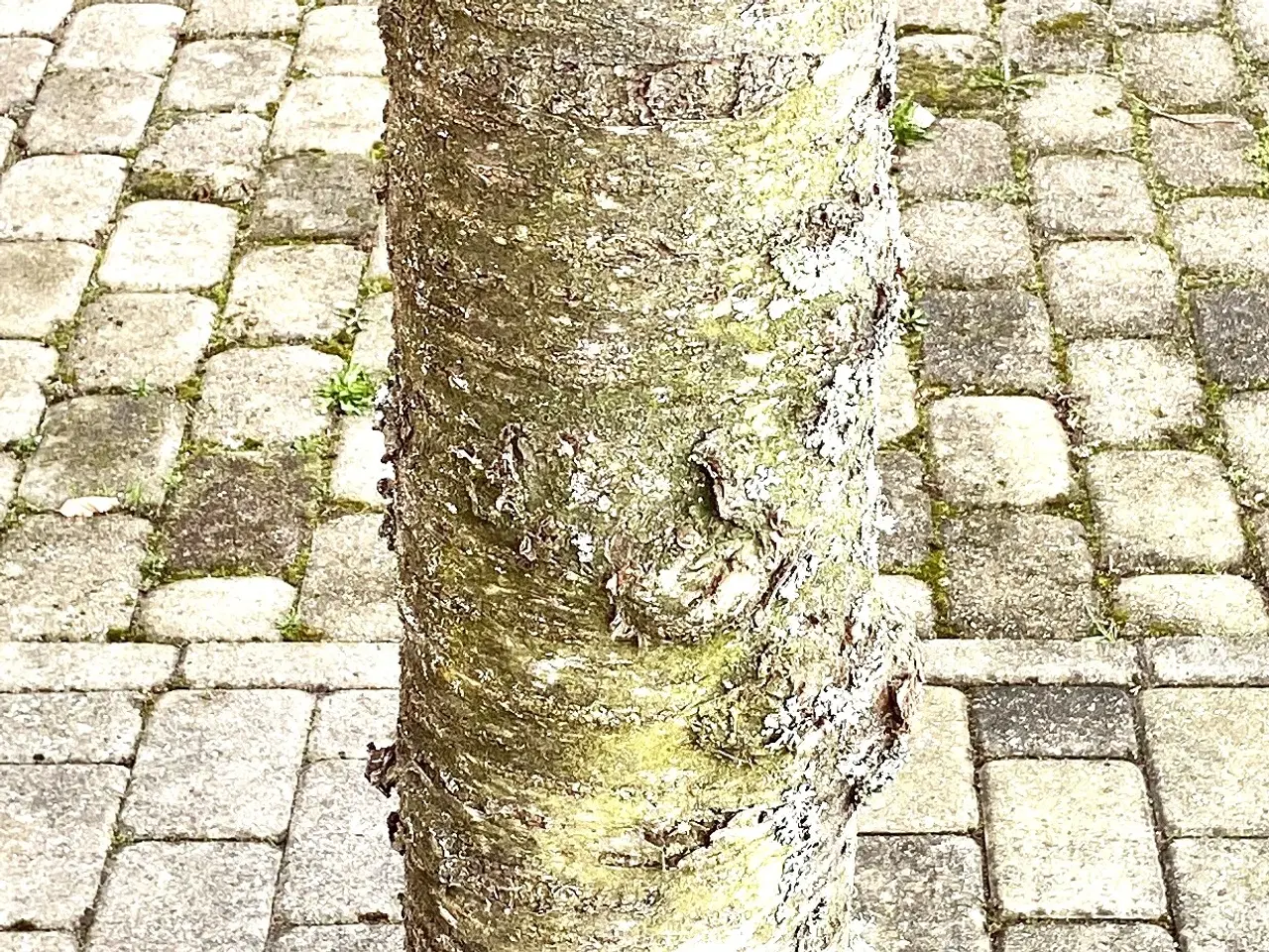 Billede 1 - Trædrejning