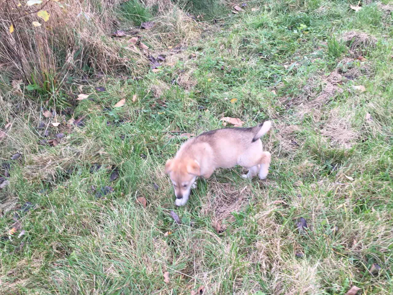 Billede 14 - Hvalpe af hvid schæfer og tjekkoslovakisk ulvehund