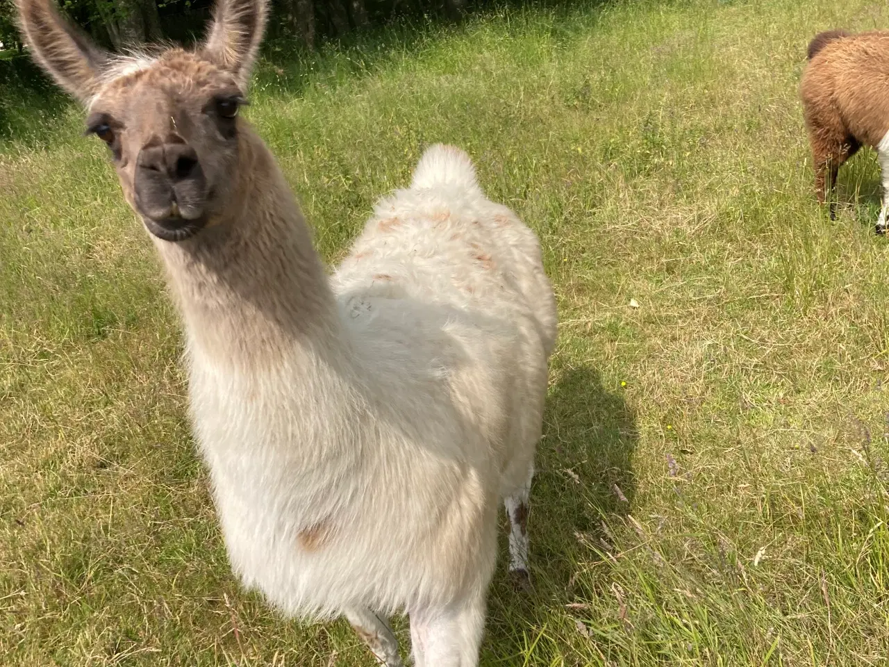 Billede 1 - Lama hingst 