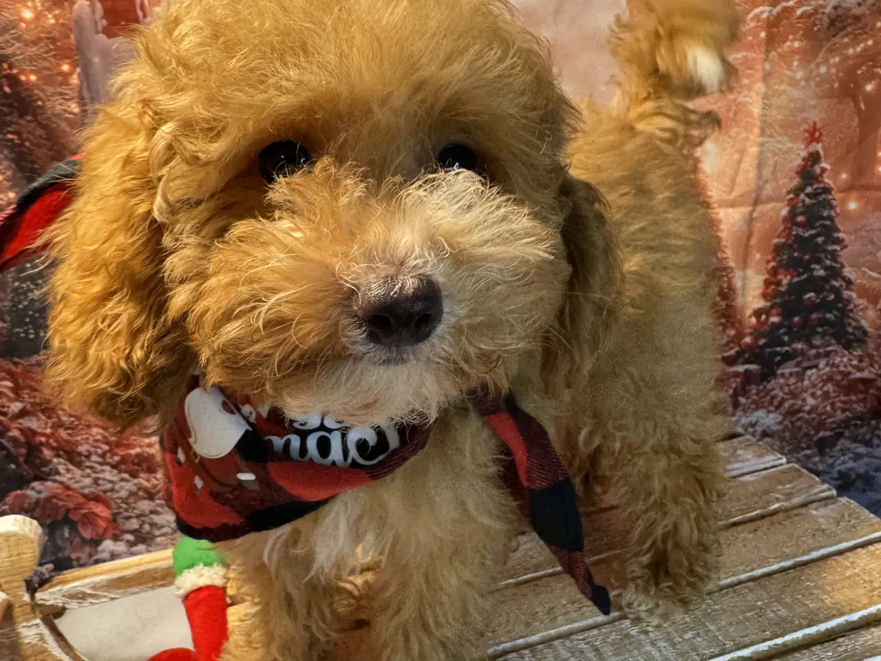 Billede 15 - 🐾maltipoo miniature 🩷💙🐾