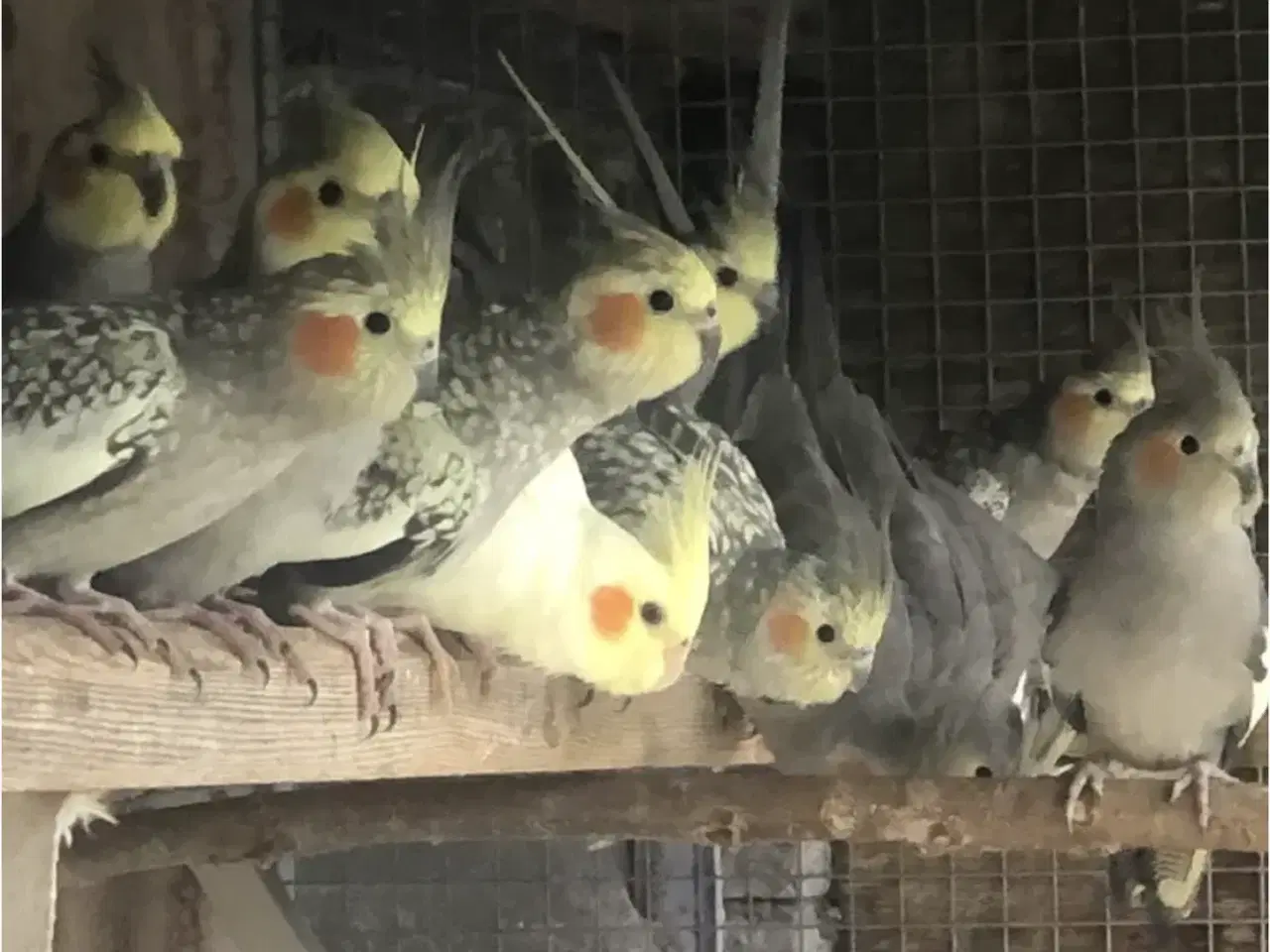 Billede 1 - Nymfe parakitter