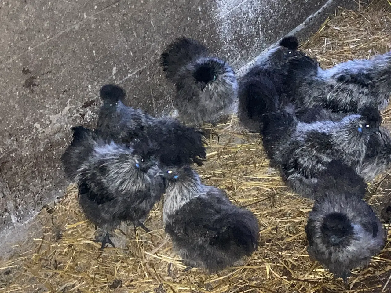 Billede 11 - Rene silke Høns