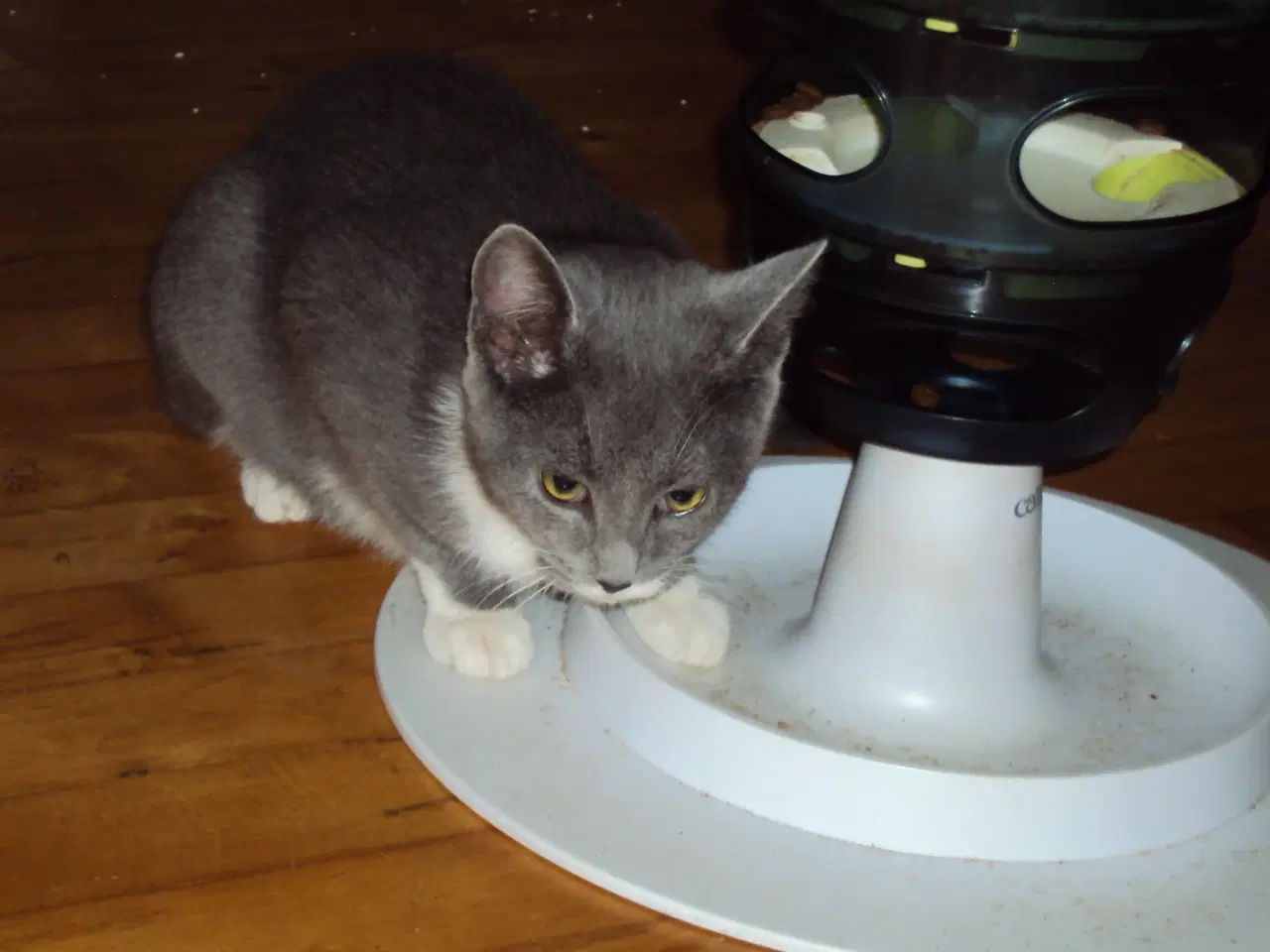 Billede 3 - Sød kattekilling