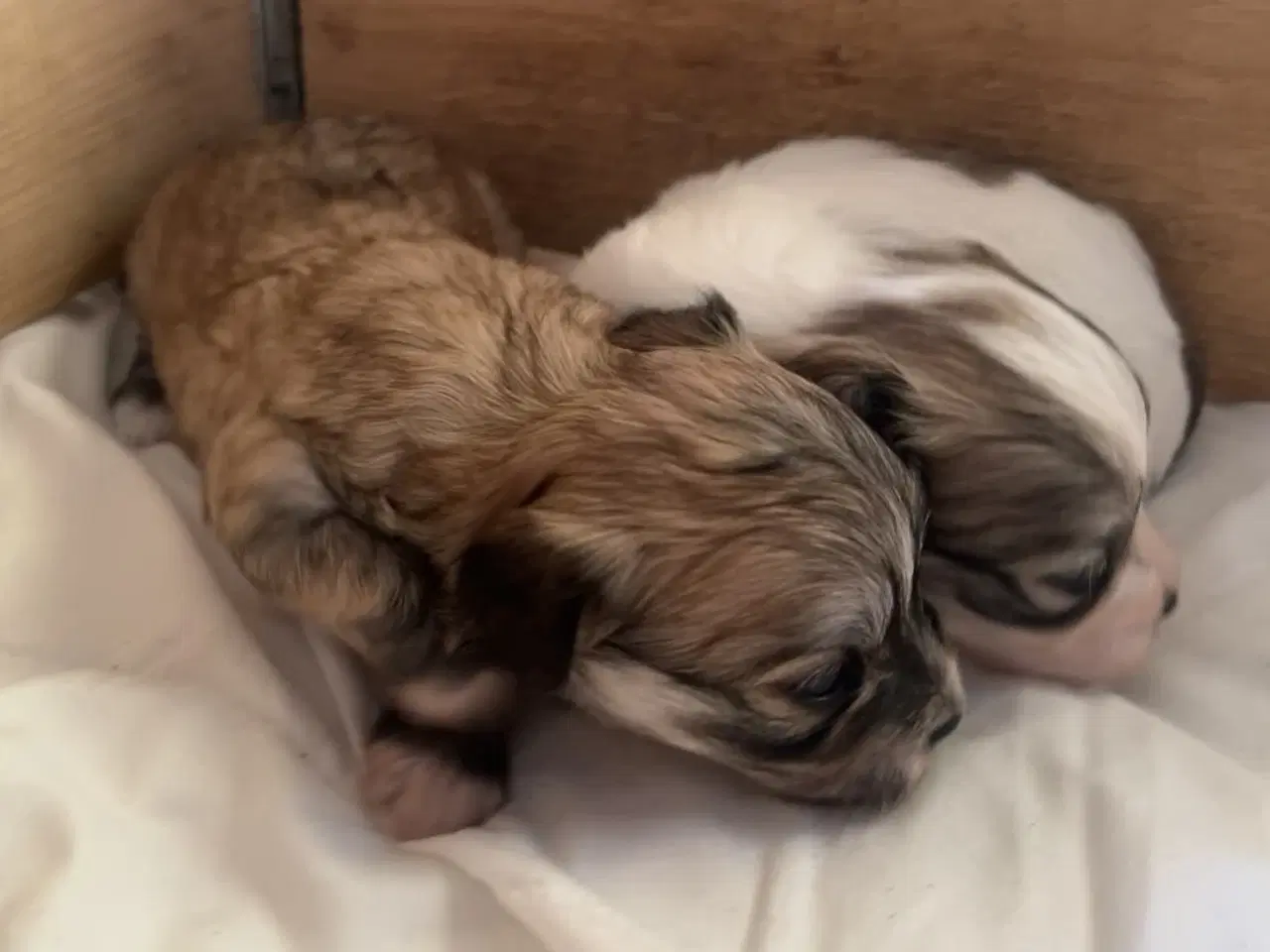 Billede 2 - Små allergivenlige og ikke fældende hundehvalpe