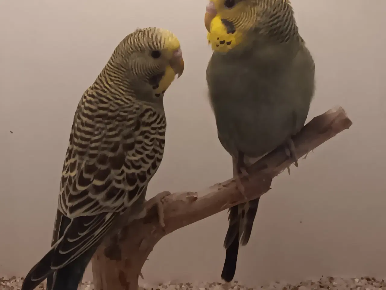 Billede 4 - Undulater unger