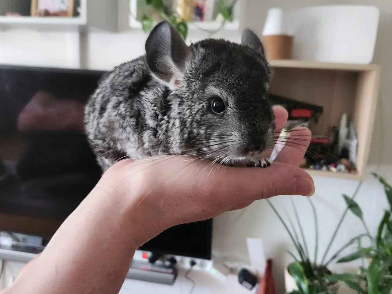 Billede 3 - Chinchilla 3 måneder gammel