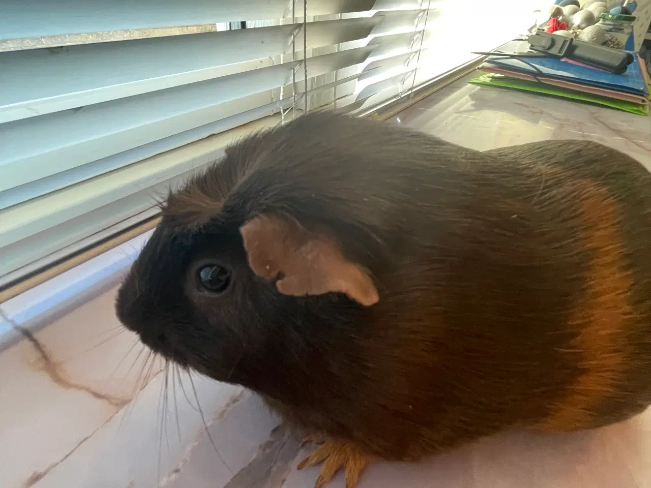 Billede 4 - Bortgives marsvin