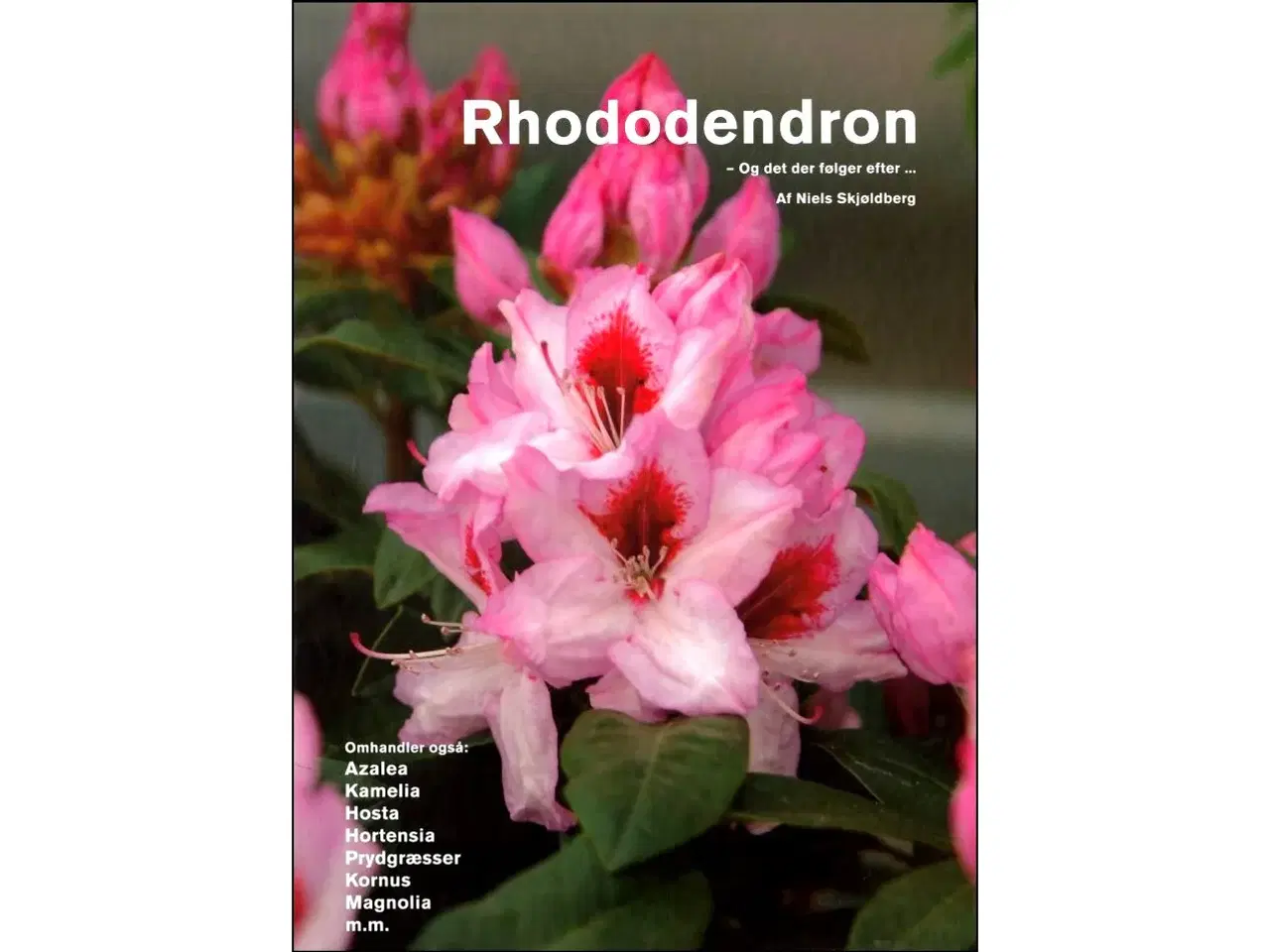 Billede 1 - Rhododendron - og det der følger efter...