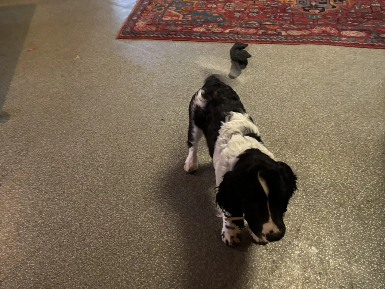 Billede 1 - Engelsk Springer Spaniel