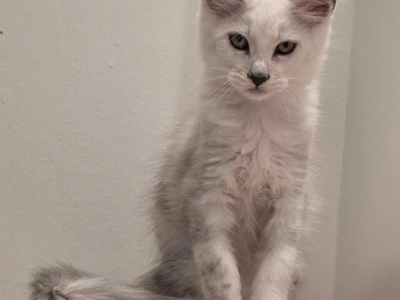 Billede 3 - Shaded dreng mainecoon