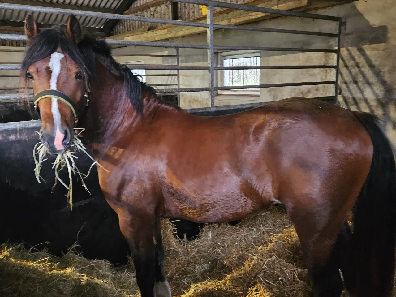 Billede 5 - welshpony hingst