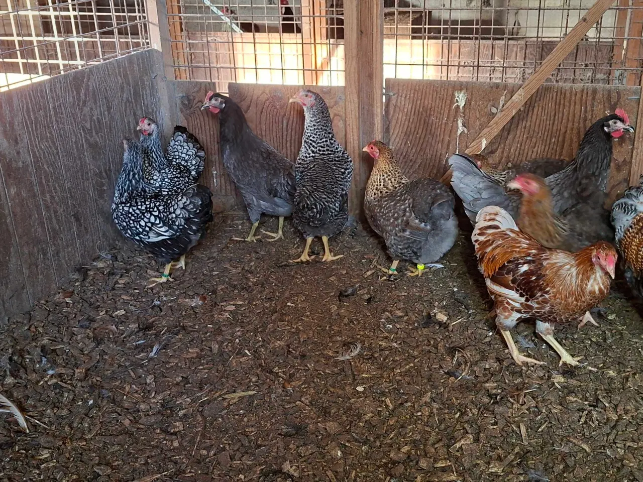 Billede 1 - Dværghøns