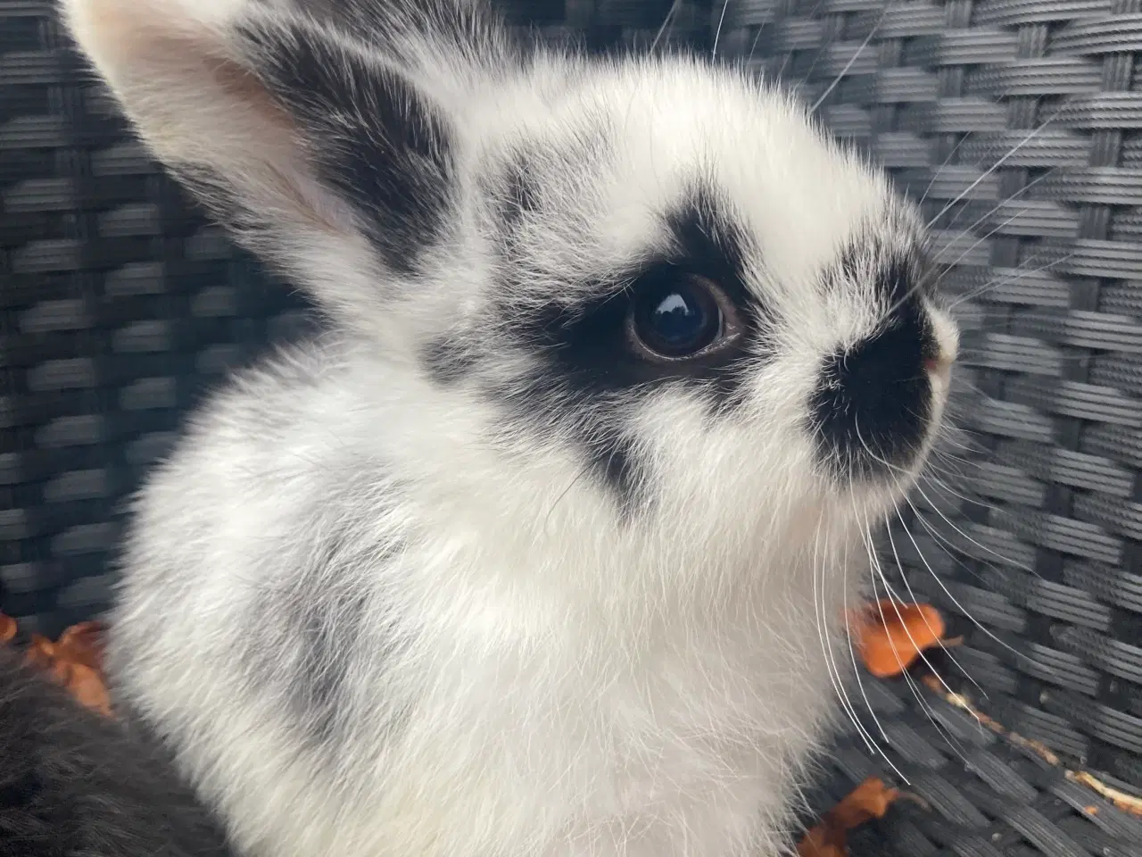 Billede 1 - Løvehoved og miniloop blanding 