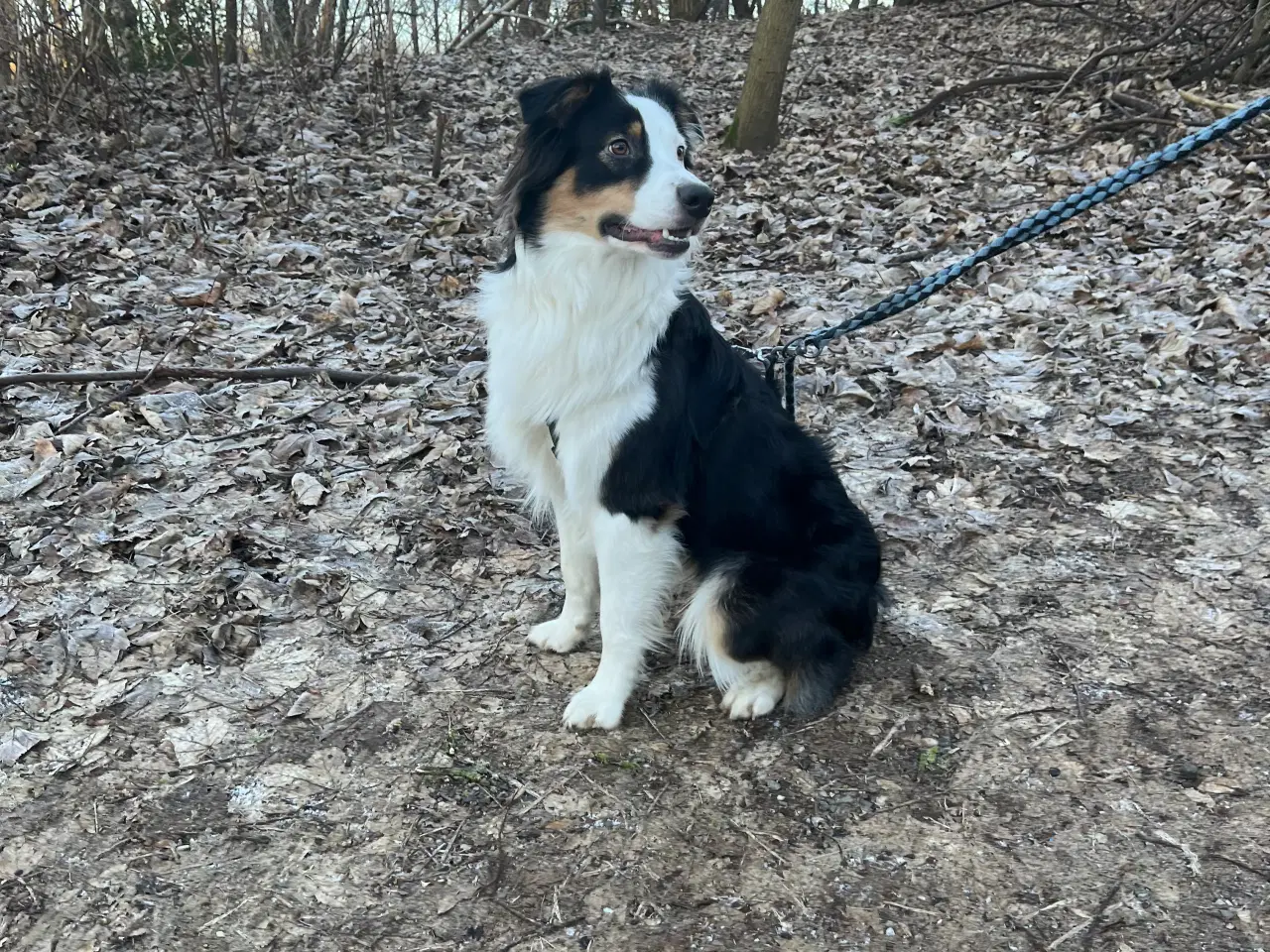 Billede 1 - australian shepherd 