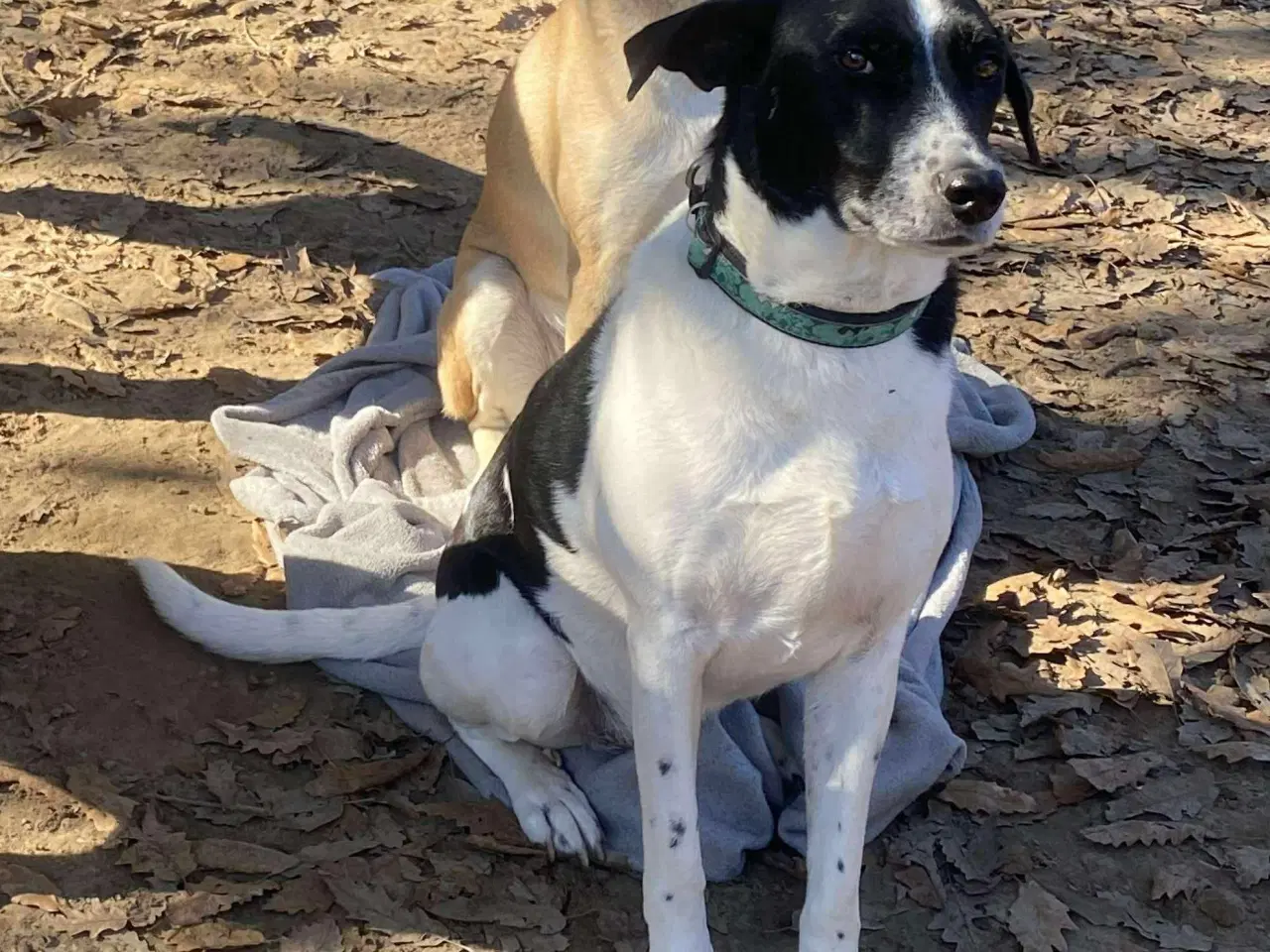 Billede 15 - Wilma til adoption! 🩷