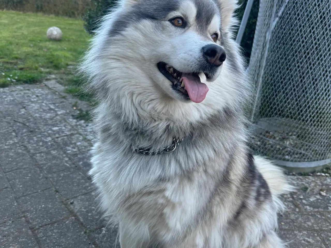 Billede 2 - Husky 5 år. 
