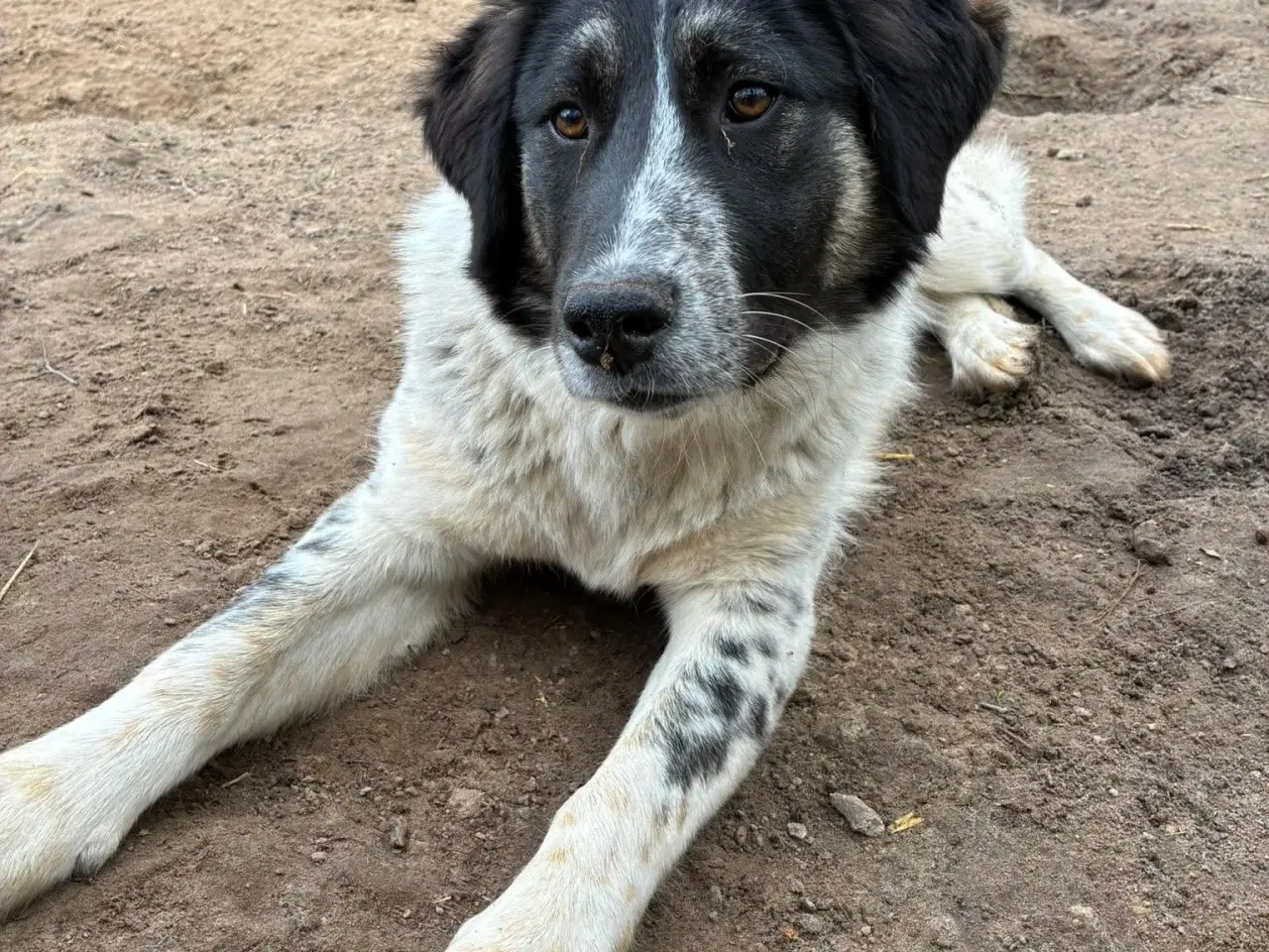 Billede 6 - Vidunderlige Lumos søger et hjem 🩷