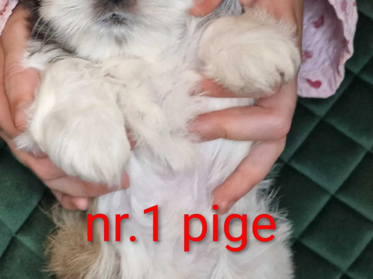 Billede 7 - Shih tzu hvalpe 