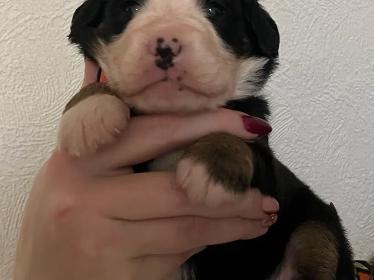 Billede 1 - 🐶 Smukke Mini Berner Sennen hvalpe 🐶 