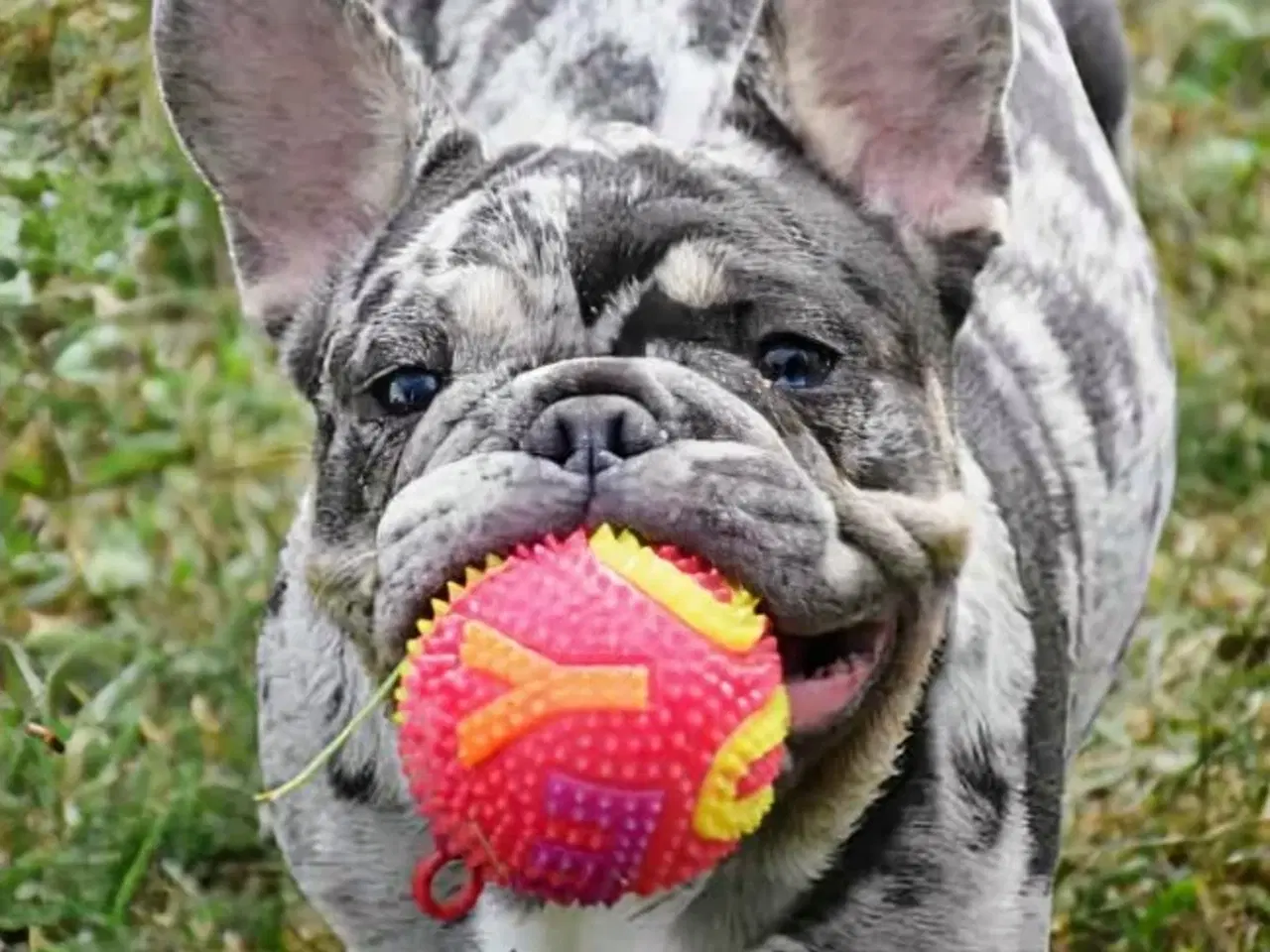 Billede 2 - Fransk bulldog hvalp. NEDSAT!