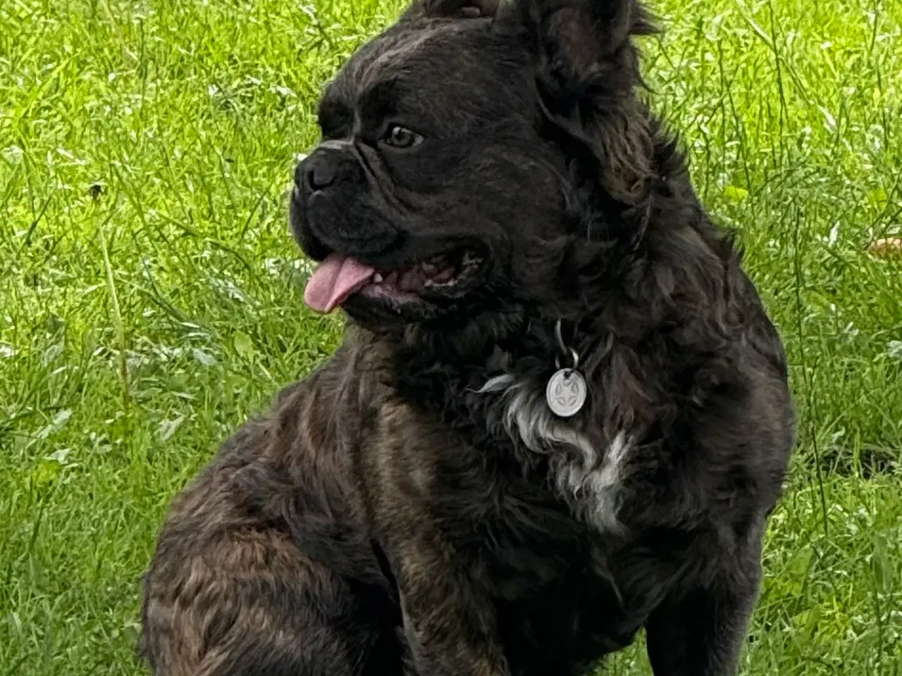 Billede 4 - Fransk bulldog fluffy med stamtavle