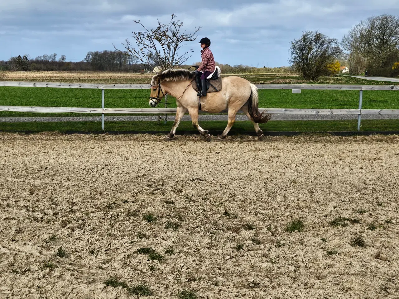 Billede 3 - Fjordhest/Nordbagger