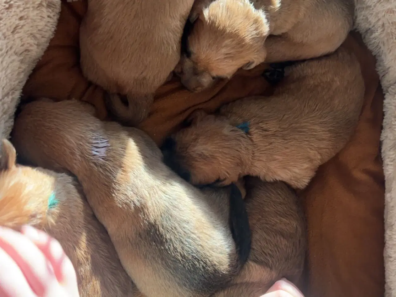 Billede 7 - Irish softcoated Wheaten terrier