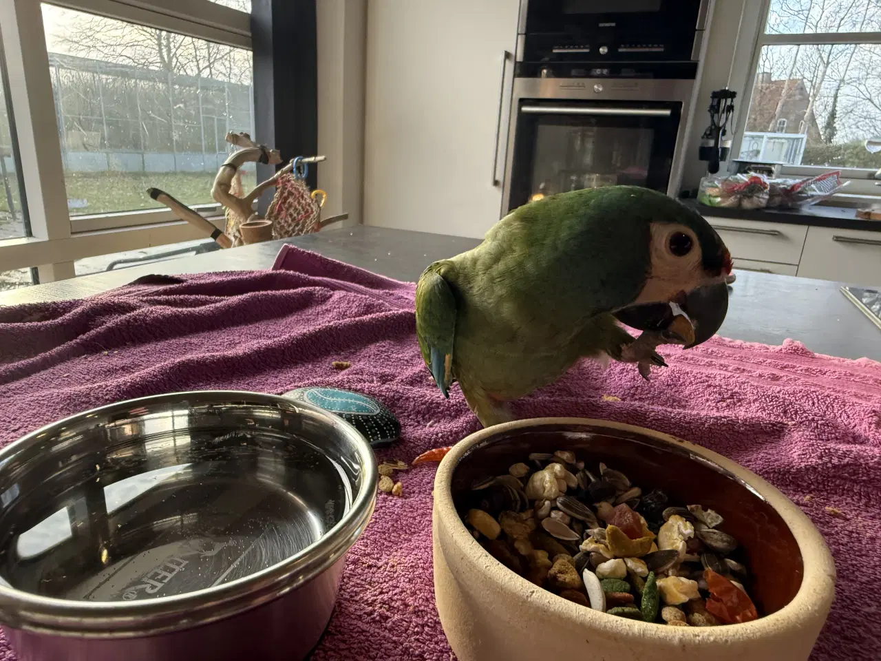 Billede 3 - rødrygget