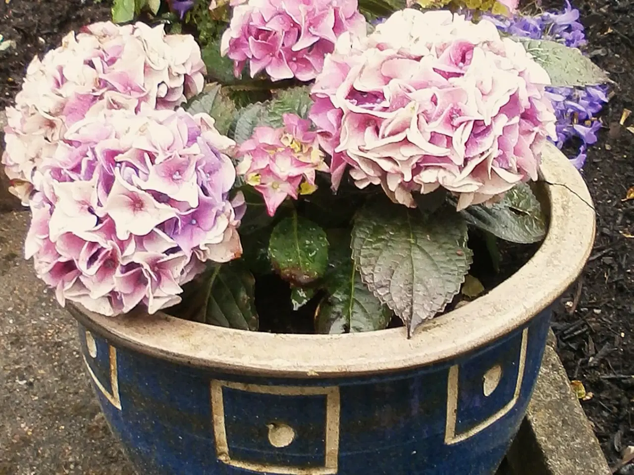 Billede 1 - BLÅ Krukke med Ny Hortensia - Perfekt gave !