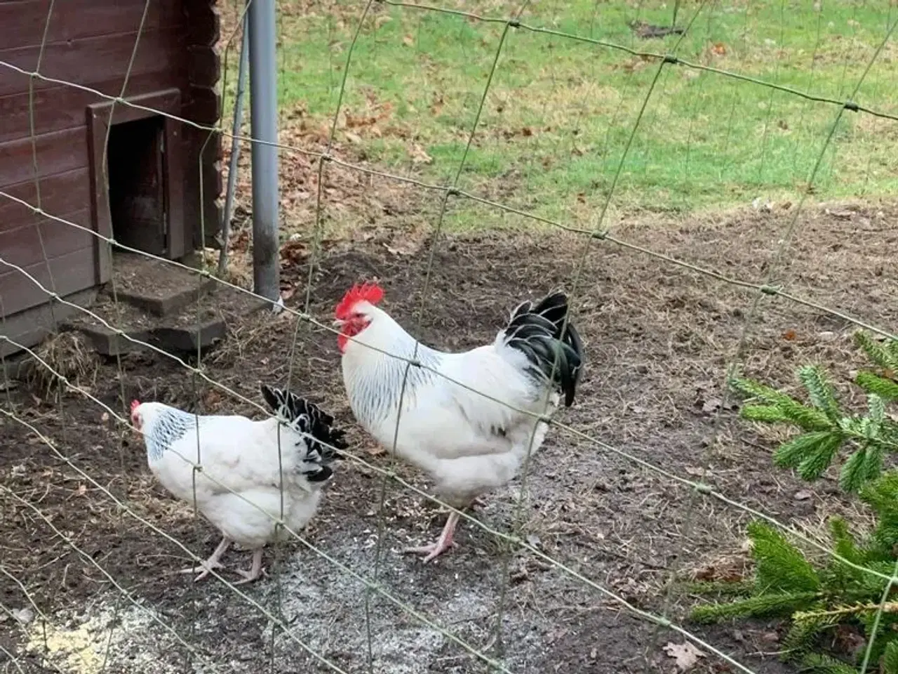 Billede 1 - Rugeæg Lys Sussex