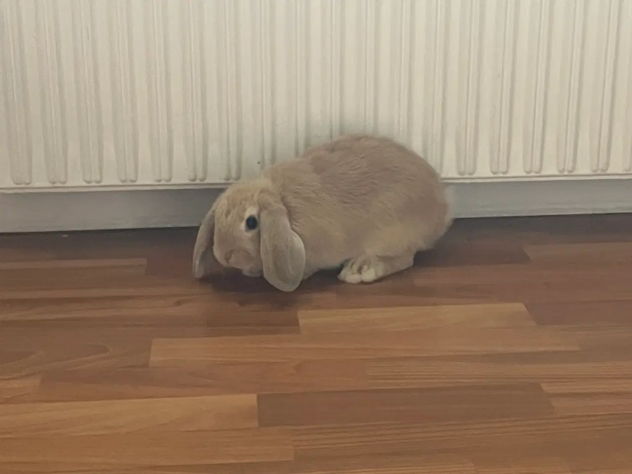 Billede 1 - Mini-lop unger 