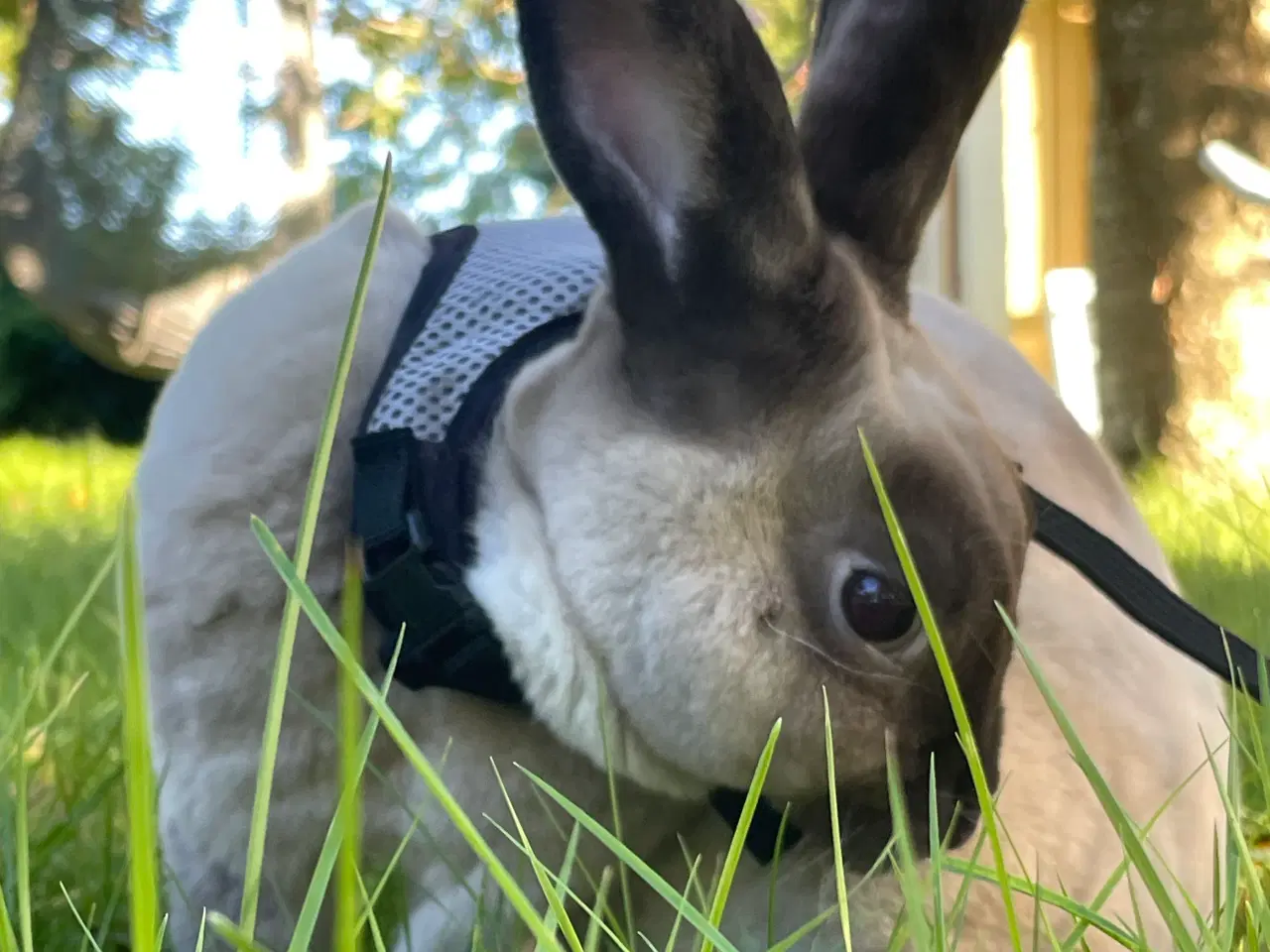 Billede 2 - Stampe søger nyt hjem🐰