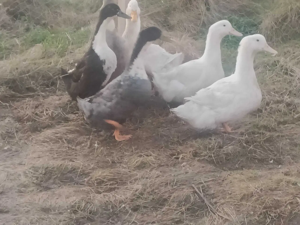 Billede 2 - 6 landænder klar til slagt eller avl 