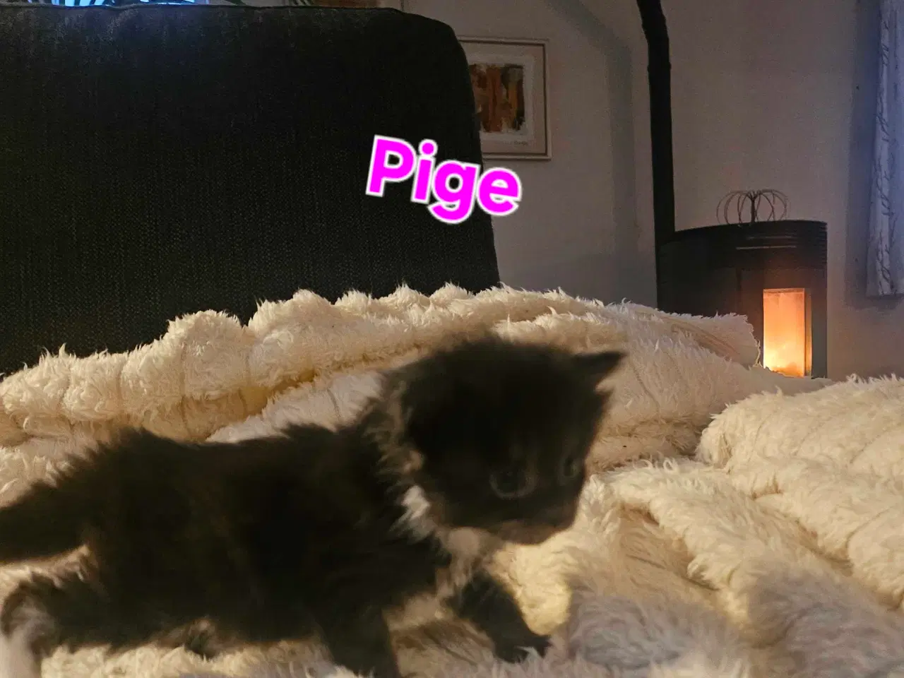 Billede 10 - Maine coon killinger 