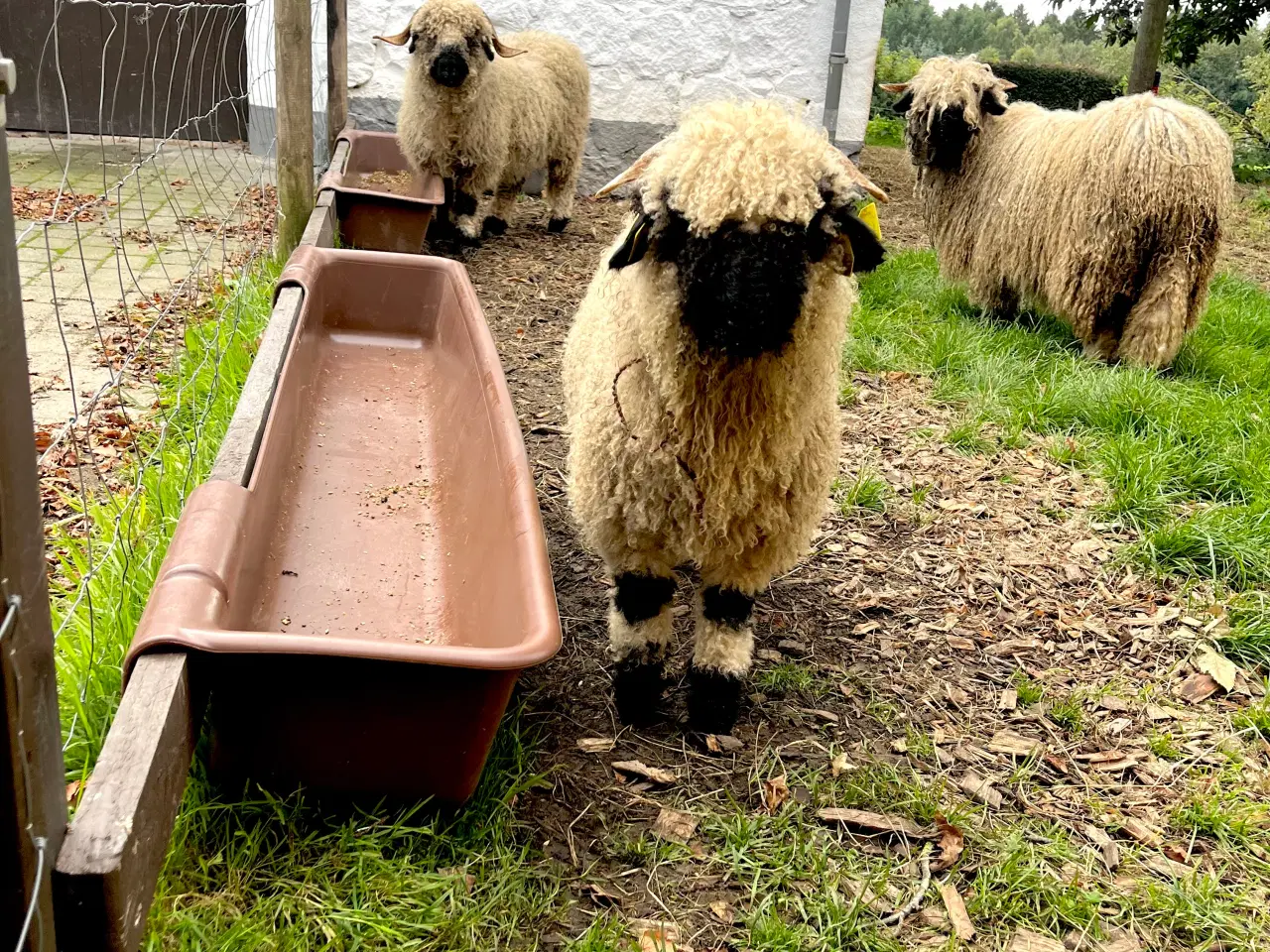 Billede 5 - Valais Blacknose 