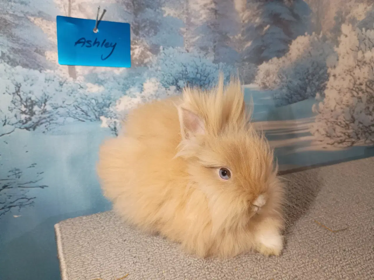 Billede 1 - Ren Racet Teddy (dværg angora kanin) dreng