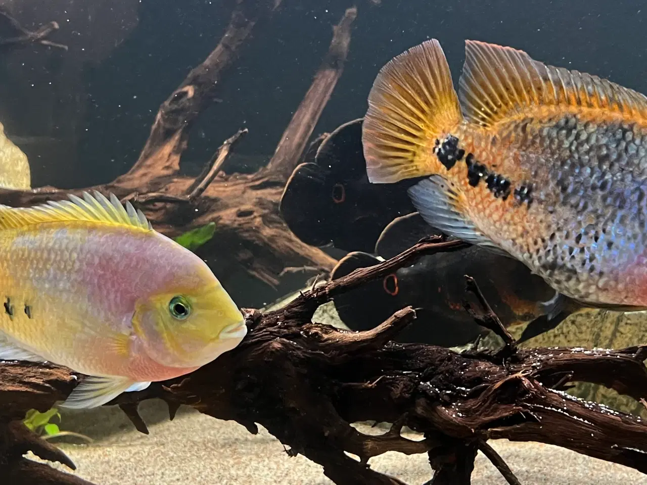 Billede 1 - Vieja Synspilum