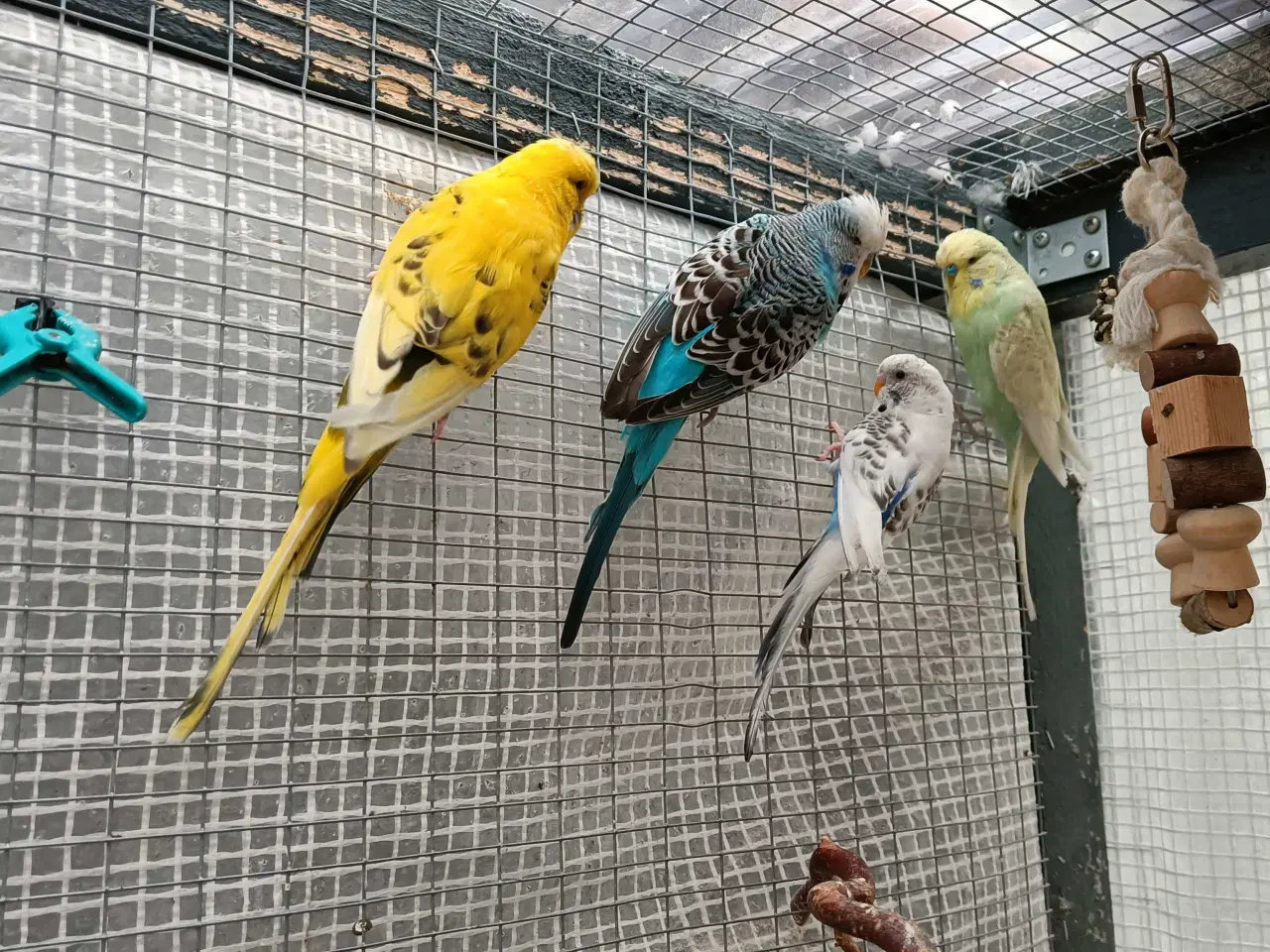 Billede 4 - Undulat familie søger nyt hjem.