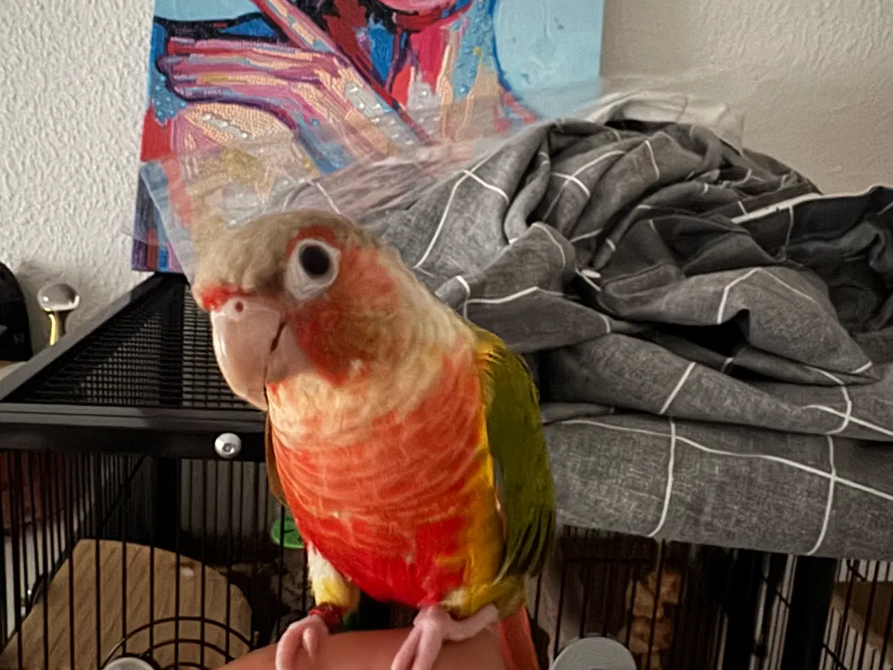 Billede 1 - Tam hun Conure fugl