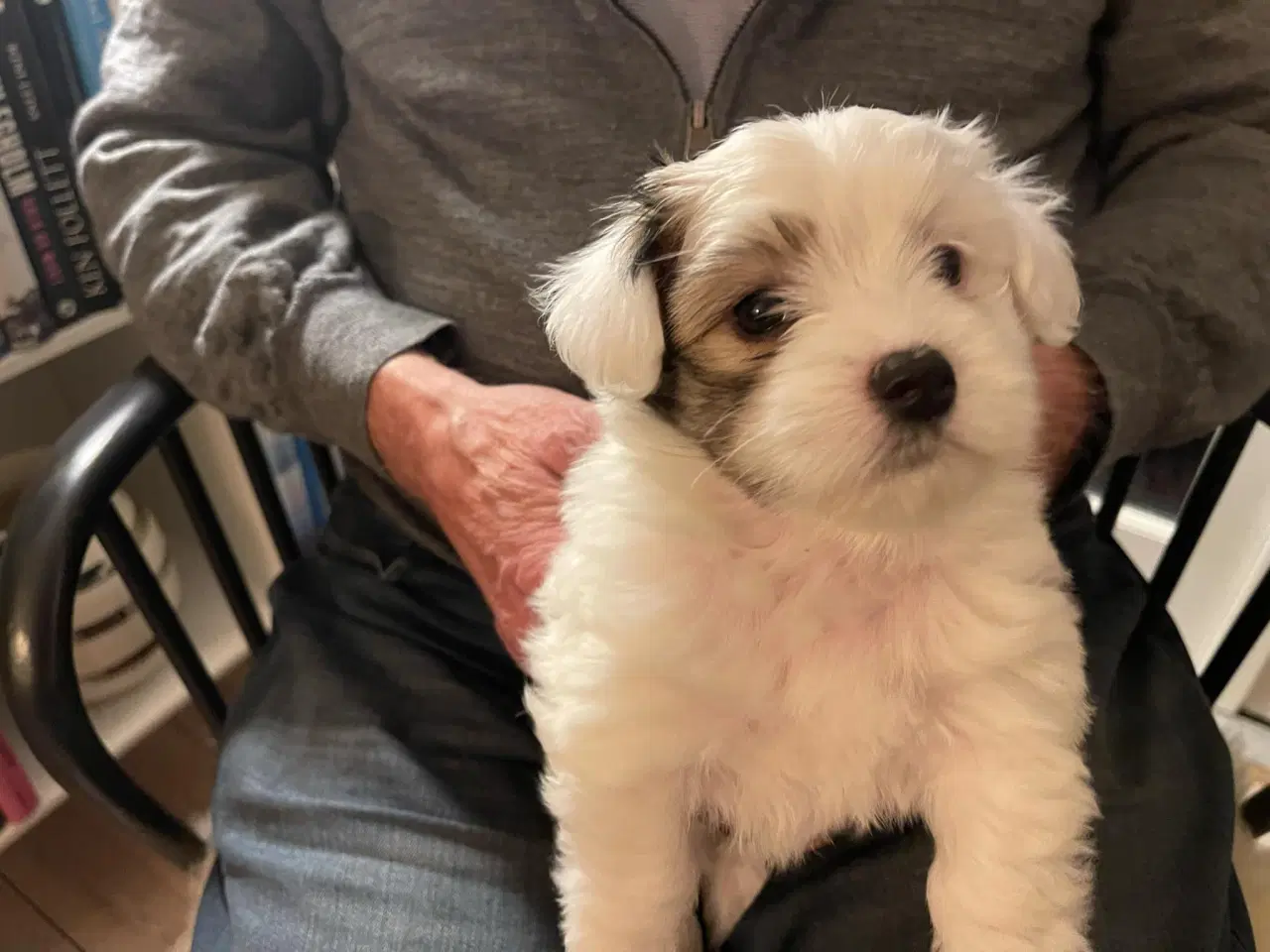 Billede 3 - Hundehvalpe Coton de Tulear 6 uger