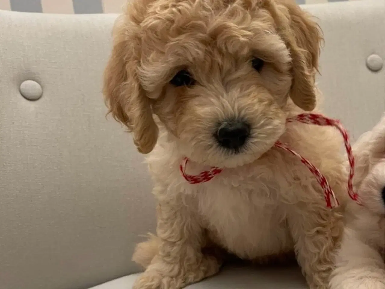 Billede 8 - De skønneste Mini Goldendoodle hvalpe 