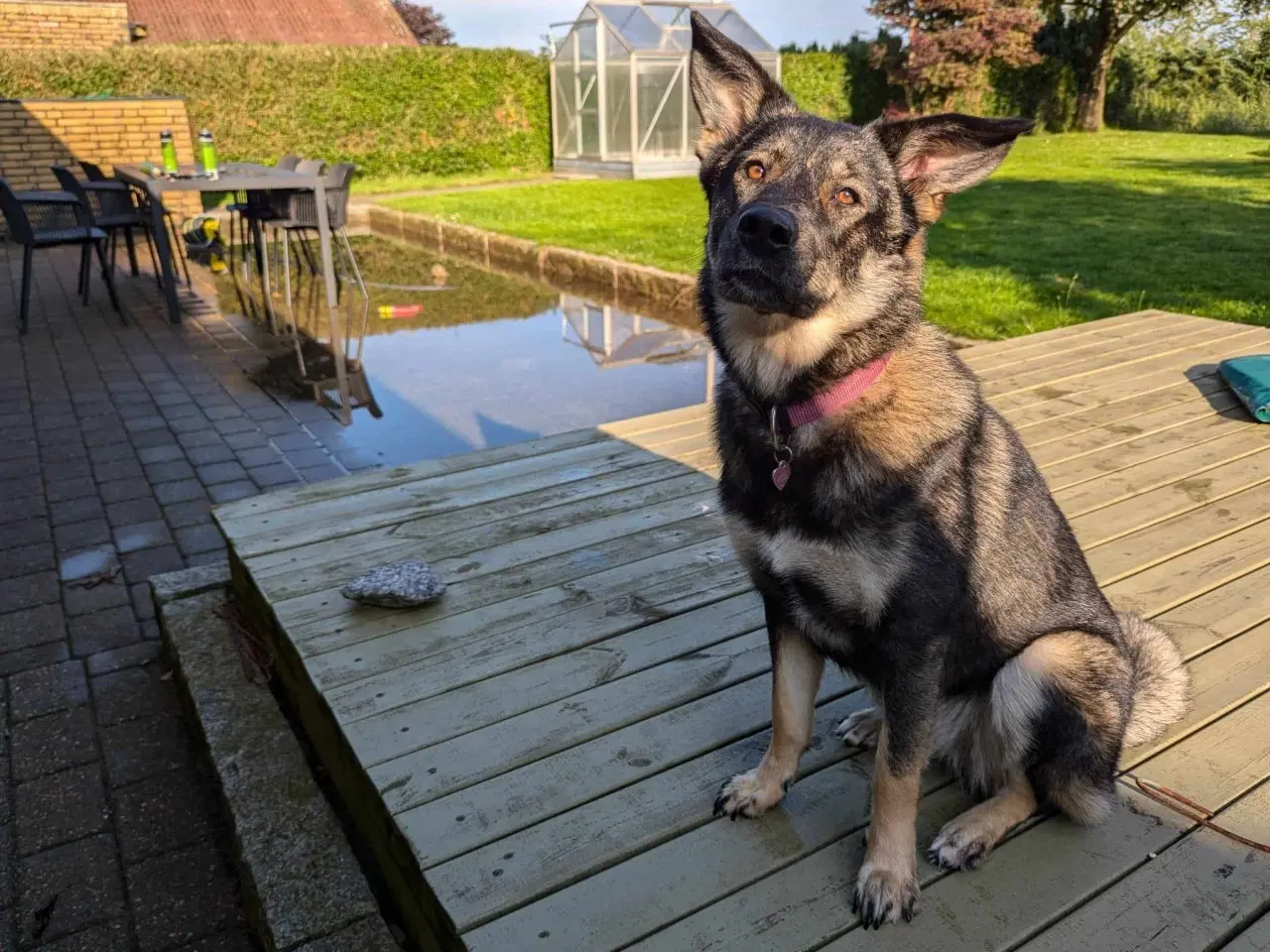 Billede 11 - Smukke, dejlige Tubs søger sit sidste hjem 🏡💞