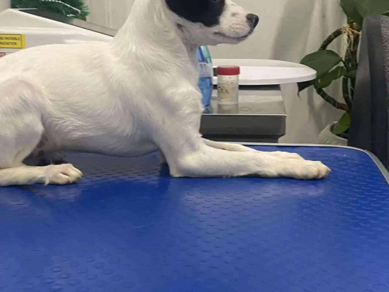 Billede 4 - Smukke Lykke leder efter nyt hjem