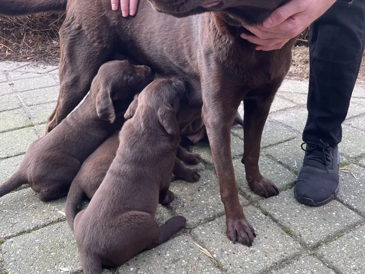 Billede 1 - Brune labrador hvalpe