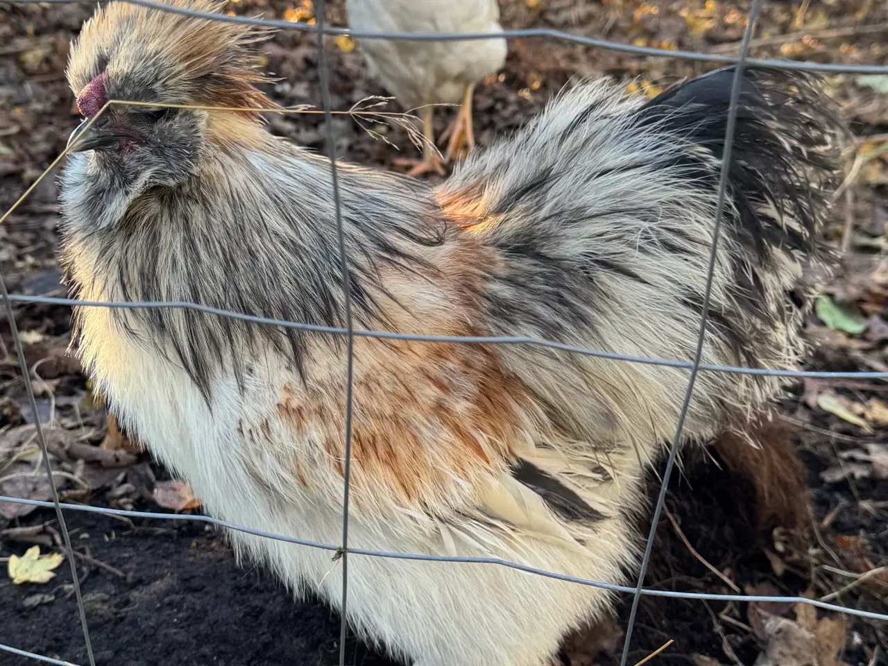 Billede 3 - Silkehaner