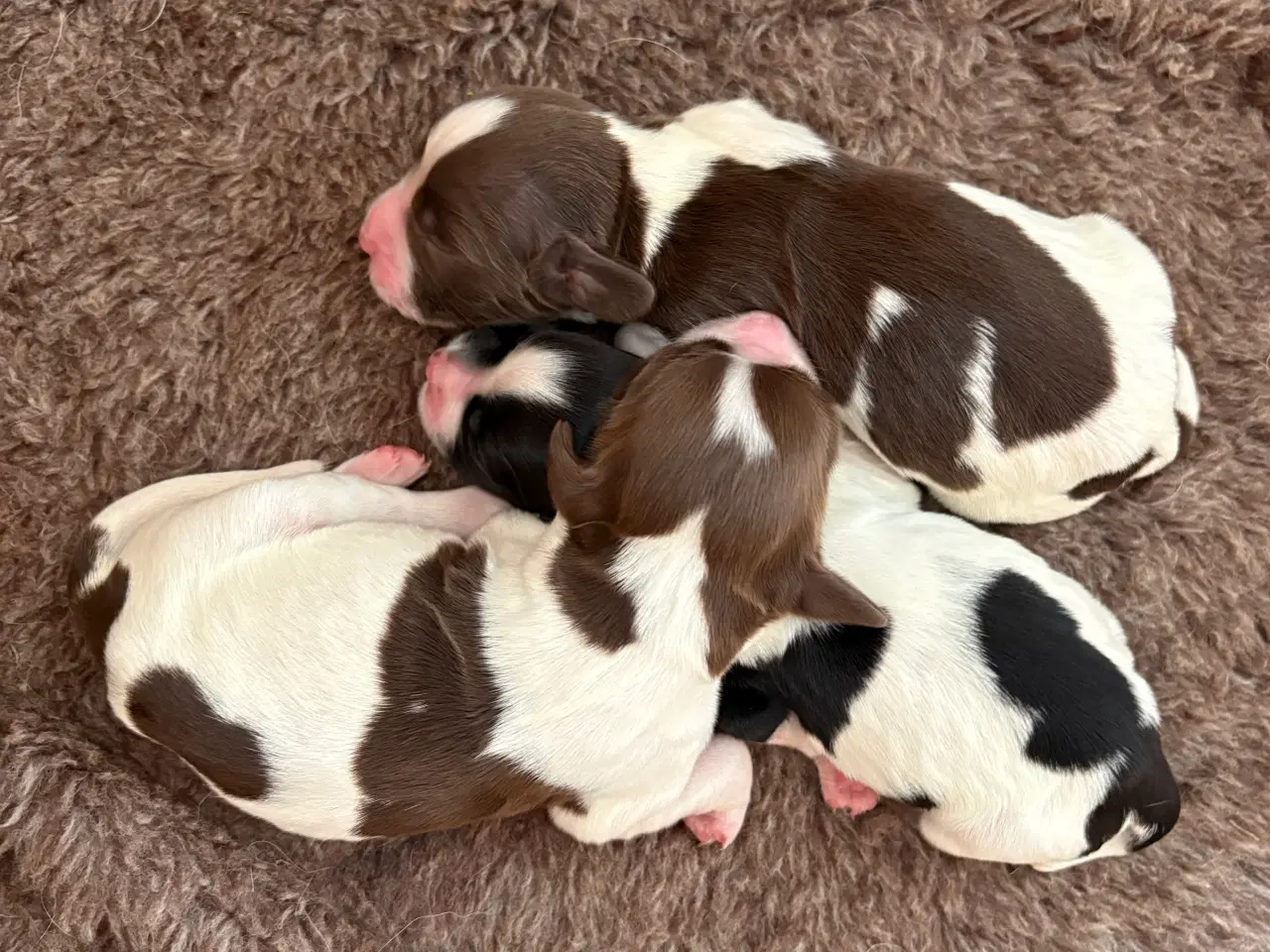 Billede 7 - FT Springer Spaniel med stamtavle 