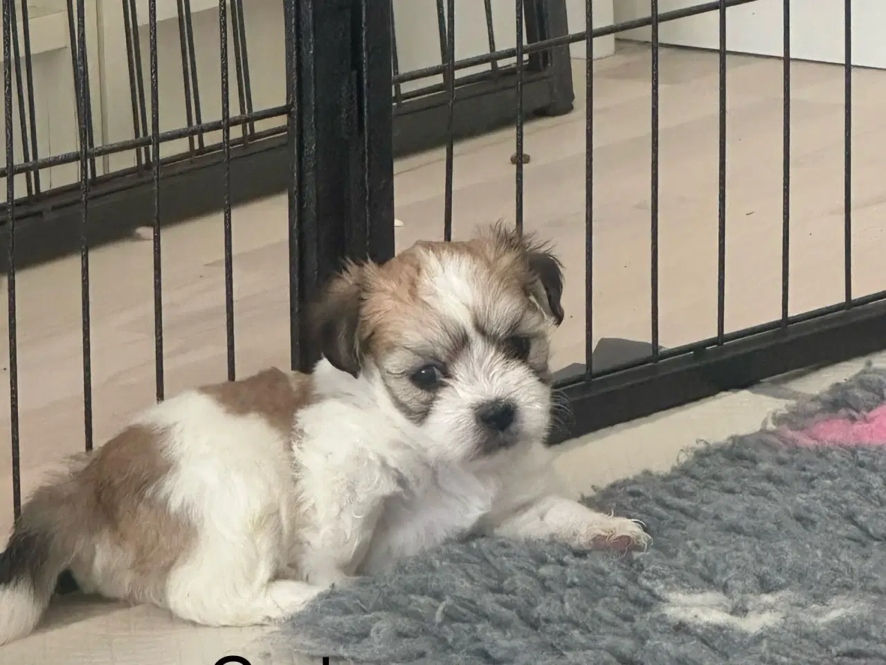 Billede 2 - Carla - Lhasa apso