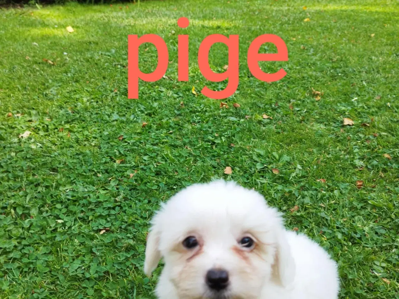 Billede 1 - Coton de Tulear / Bommuldshunde