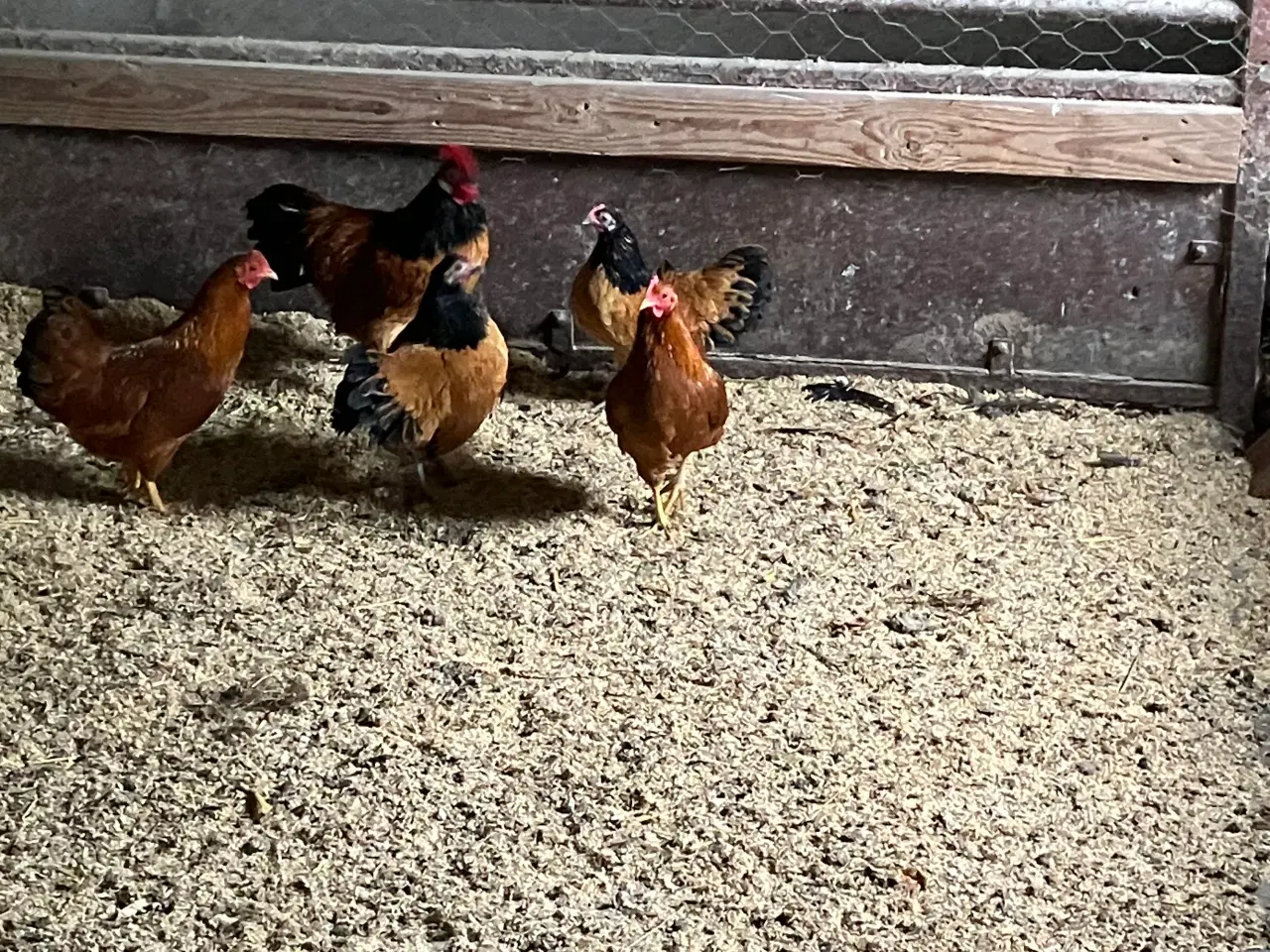 Billede 1 - Dværghønseflok